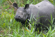 7 - Rhinocéros unicorne indien dans le parc Chitwan